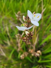 Libertia chilensis