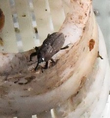 Sphenophorus coesifrons