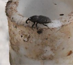 Sphenophorus coesifrons