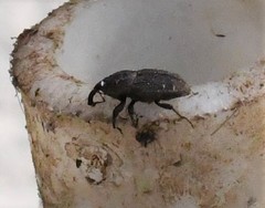 Sphenophorus coesifrons