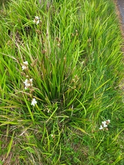 Libertia chilensis