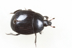 Margarinotus brunneus