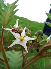 Solanum