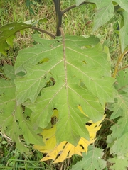 Solanum