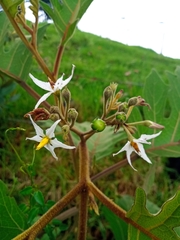 Solanum