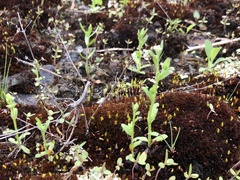 Myosotis verna