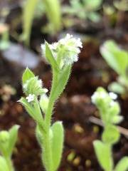 Myosotis verna