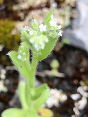 Myosotis verna