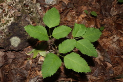 Ligusticum canadense