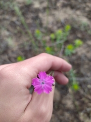 Dianthus polymorphus