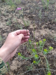 Dianthus polymorphus