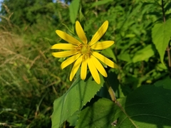 Silphium perfoliatum