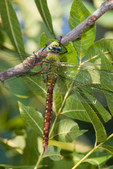 Anax longipes
