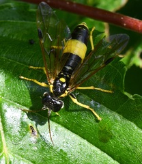 Tenthredo diana