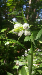Lilium martagon
