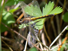 Leucorrhinia intacta