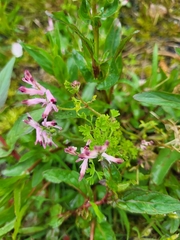 Fumaria bastardii