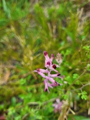 Fumaria bastardii