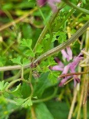 Fumaria bastardii