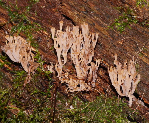 Artomyces austropiperatus image