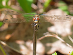 Leucorrhinia intacta