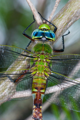 Anax longipes