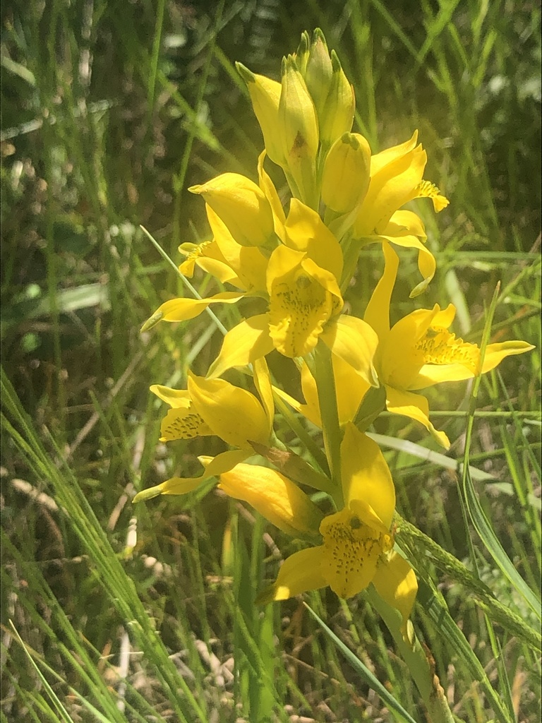Chloraea lamellata
