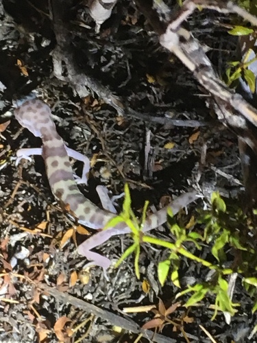 iNaturalist observation photo of Western Banded Gecko