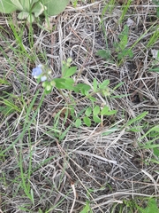 Polemonium reptans