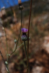 Tyrimnus leucographus