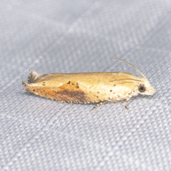 Pseudexentera costomaculana