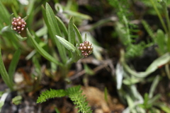 Antennaria luzuloides