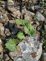 Endocellion glaciale