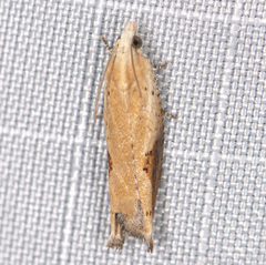 Pseudexentera costomaculana