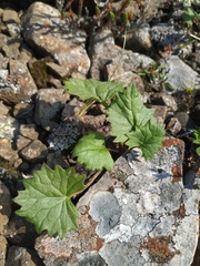 Endocellion glaciale