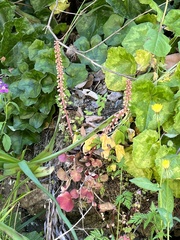 Umbilicus horizontalis