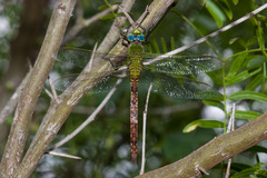 Anax longipes