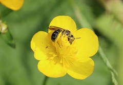 Chelostoma florisomne