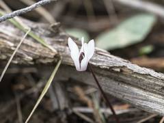 Cyclamen balearicum