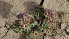 Vesper bulbosus