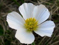 Ranunculus pyrenaeus