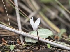Cyclamen balearicum