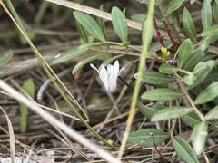 Cyclamen balearicum