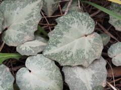 Cyclamen balearicum