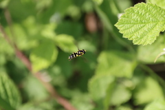 Xanthogramma pedissequum