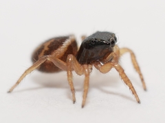 Chalcoscirtus diminutus