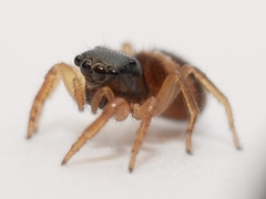 Chalcoscirtus diminutus