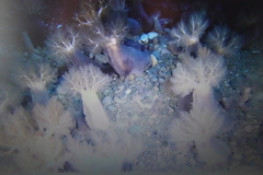 Cucumaria frondosa