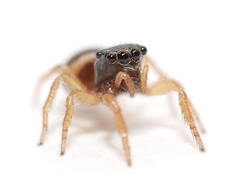 Chalcoscirtus diminutus