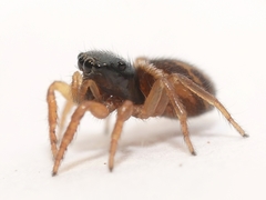 Chalcoscirtus diminutus